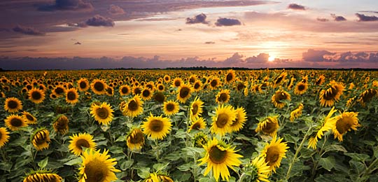 sunflowers in a field